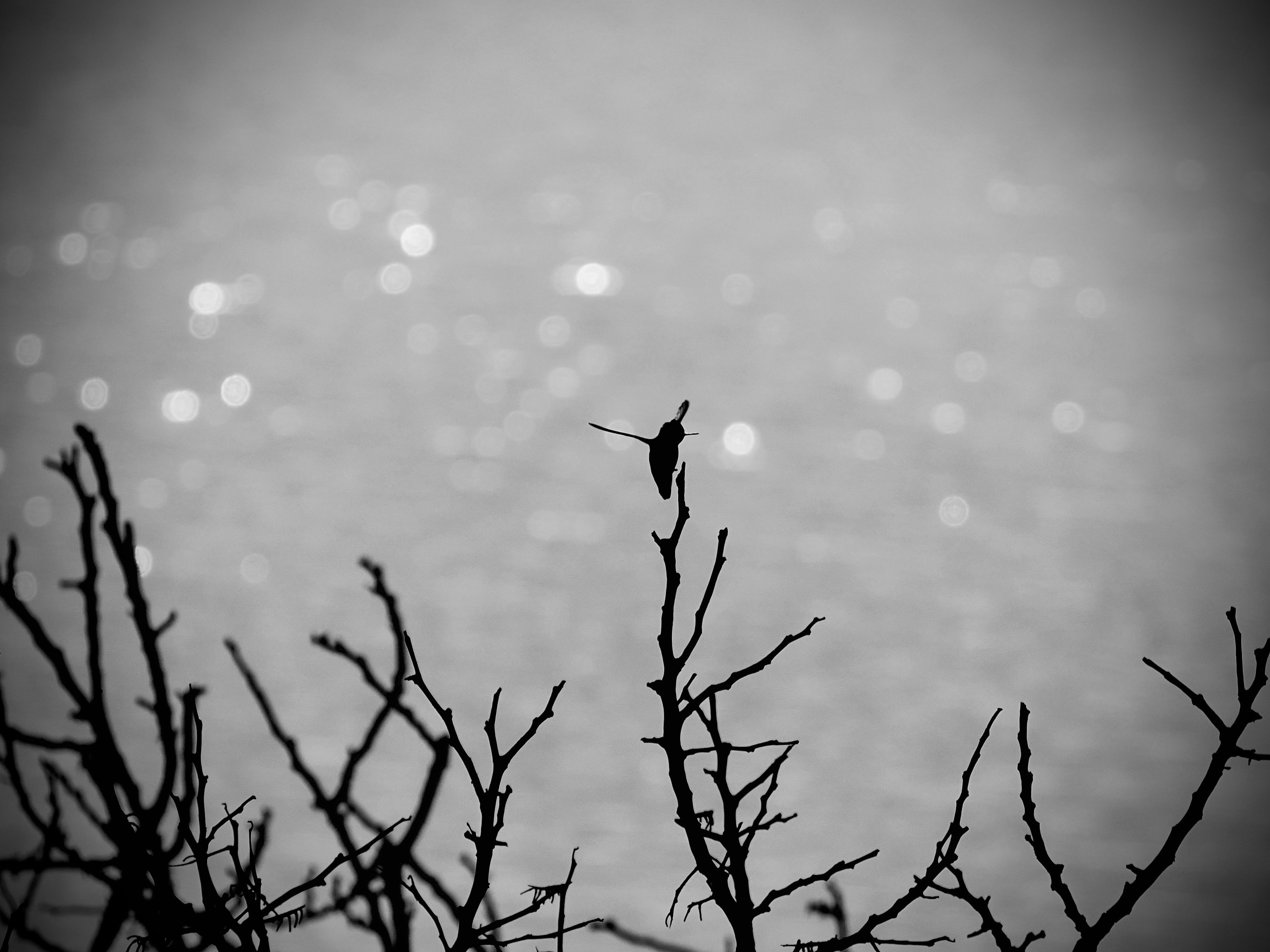 Wildlife