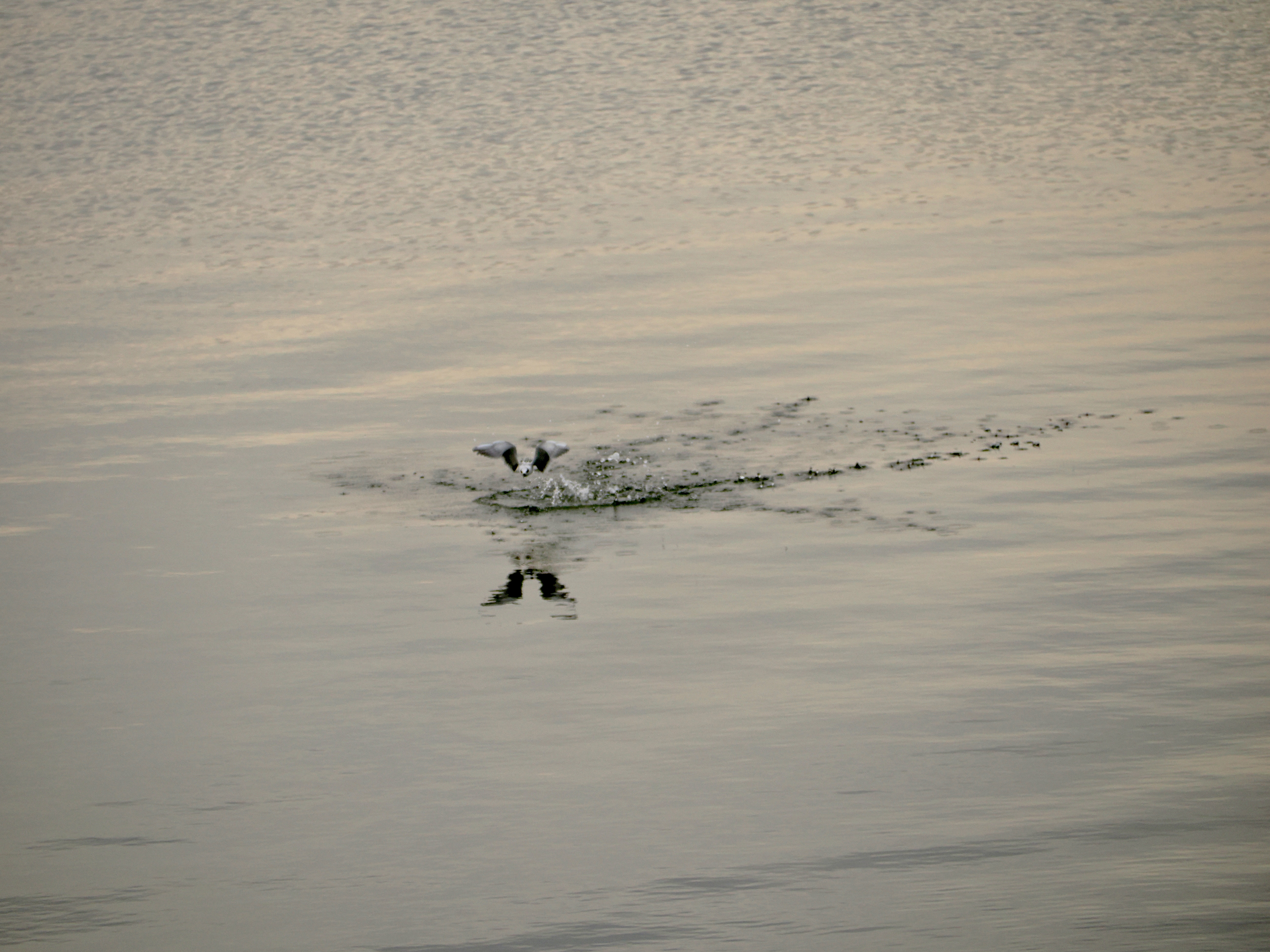Wildlife
