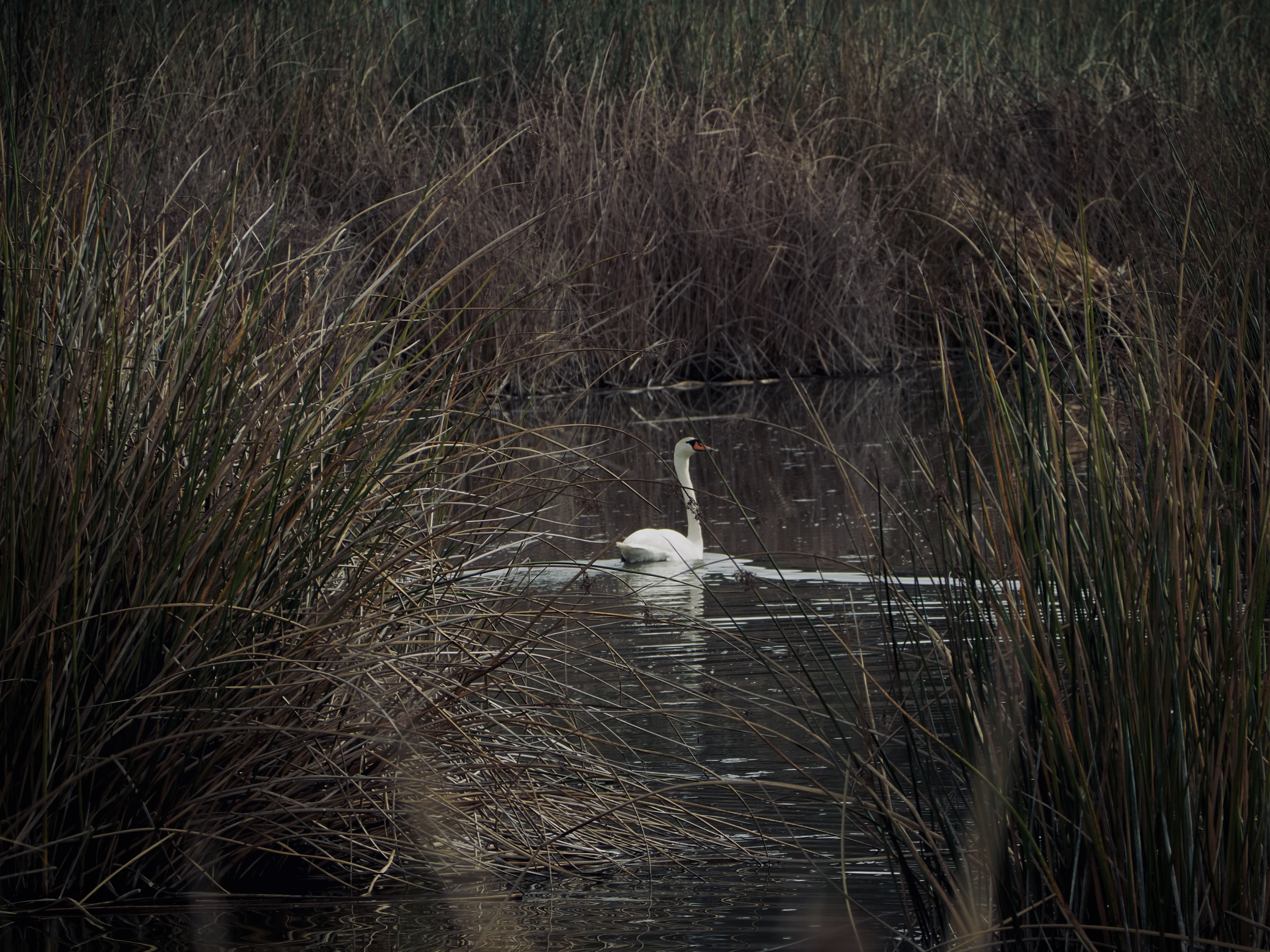 Wildlife