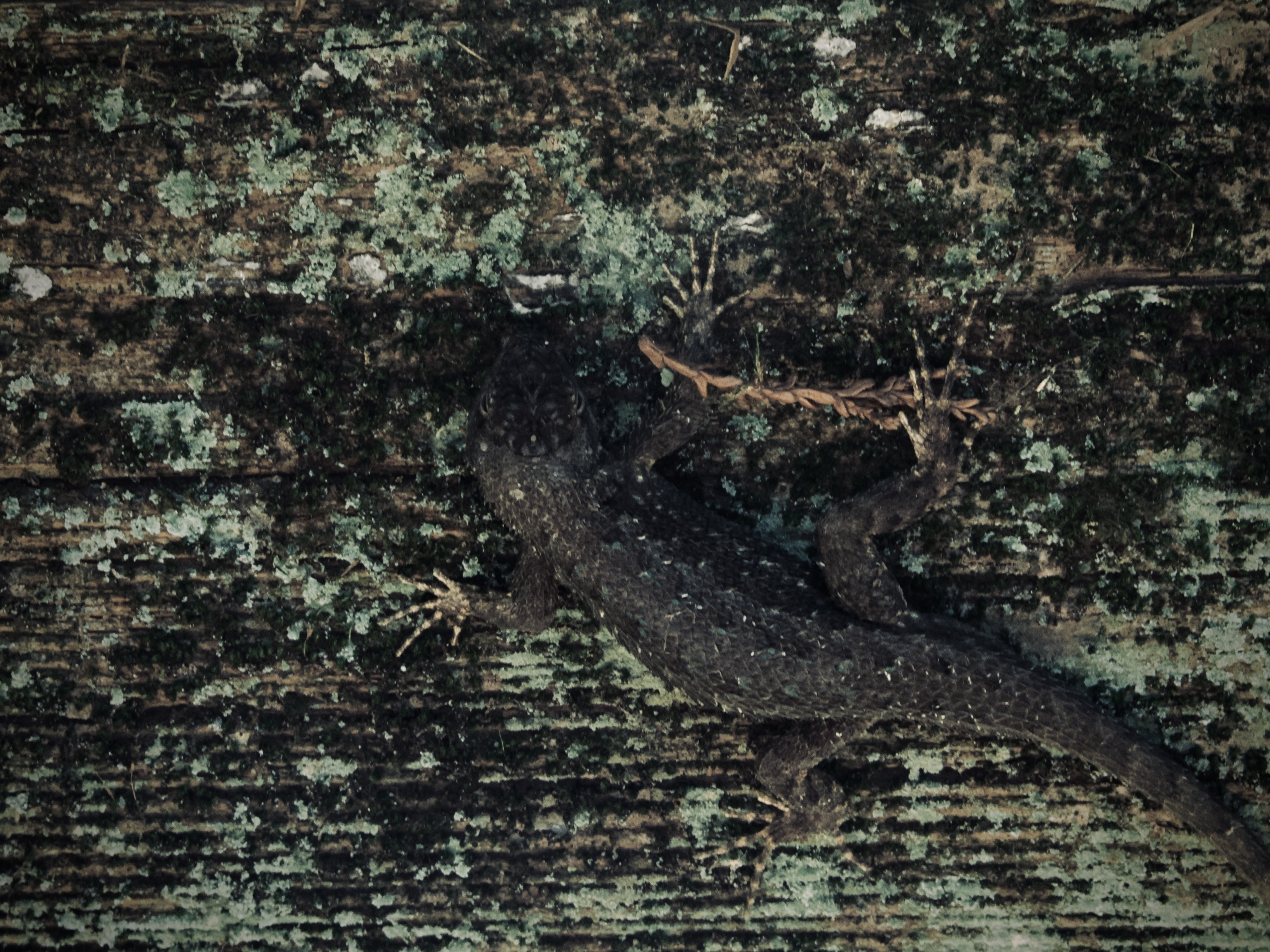 Wildlife