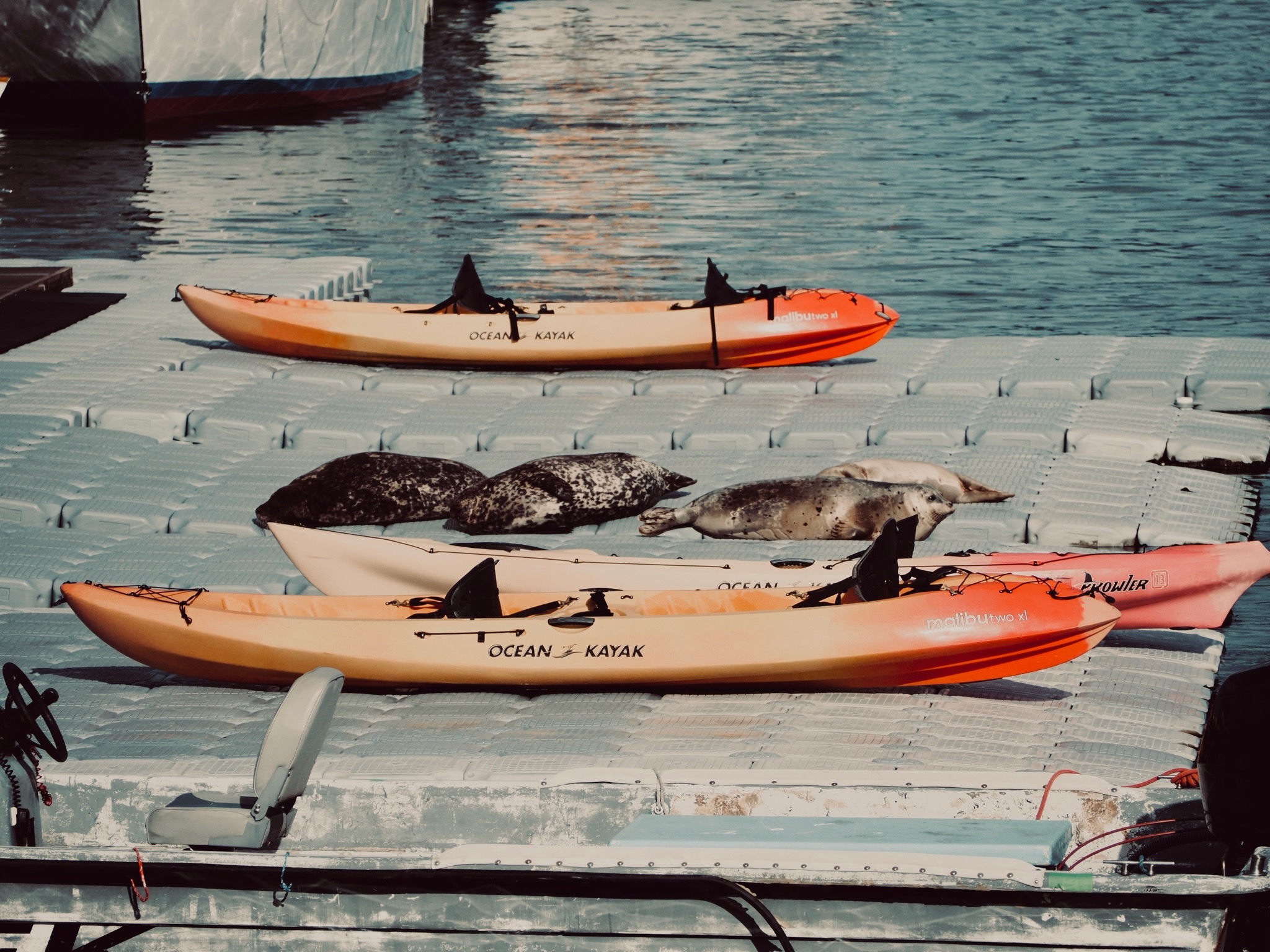 Wildlife