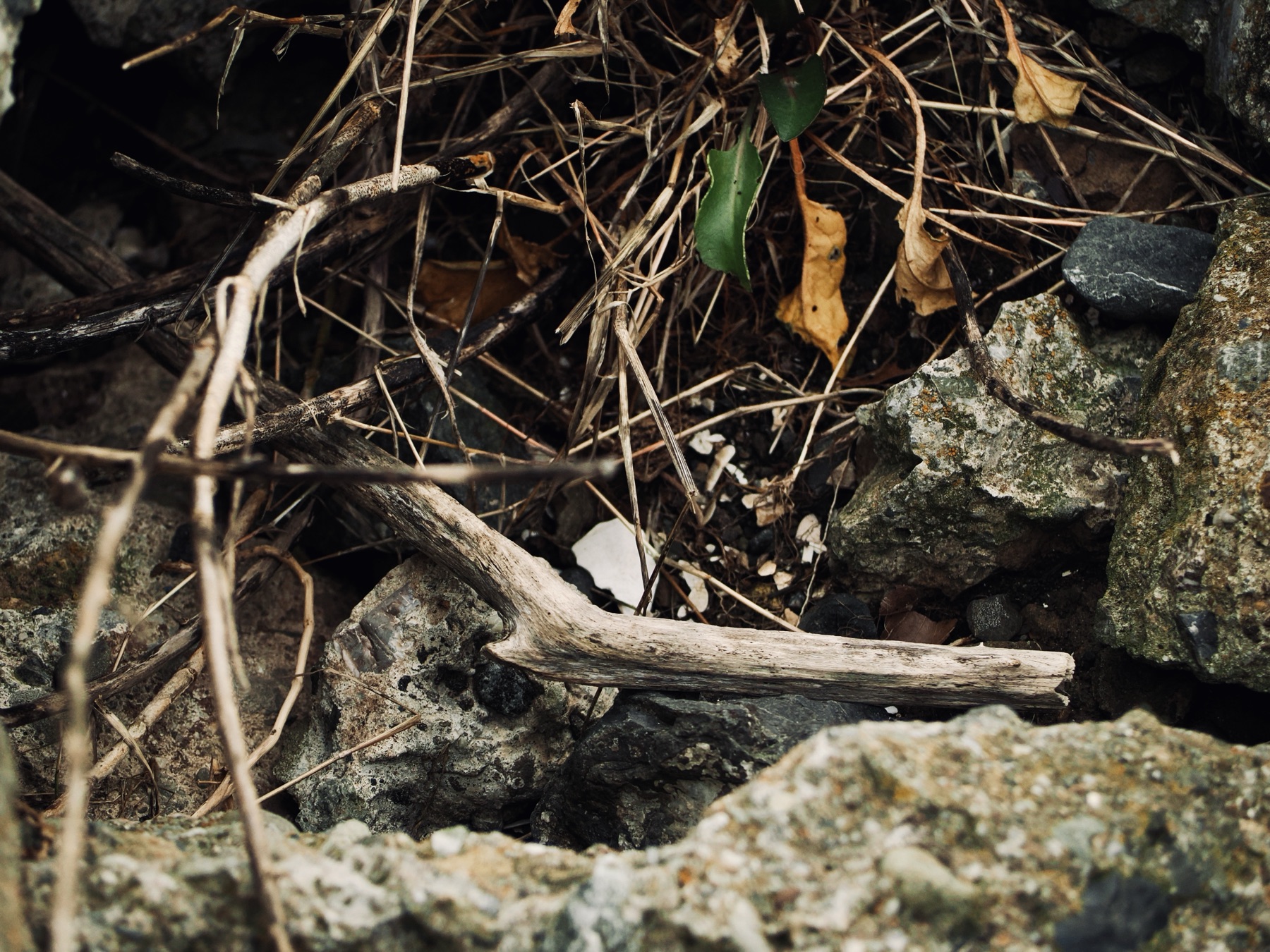 Details collection, photograph 1 — Salt & Shadow
