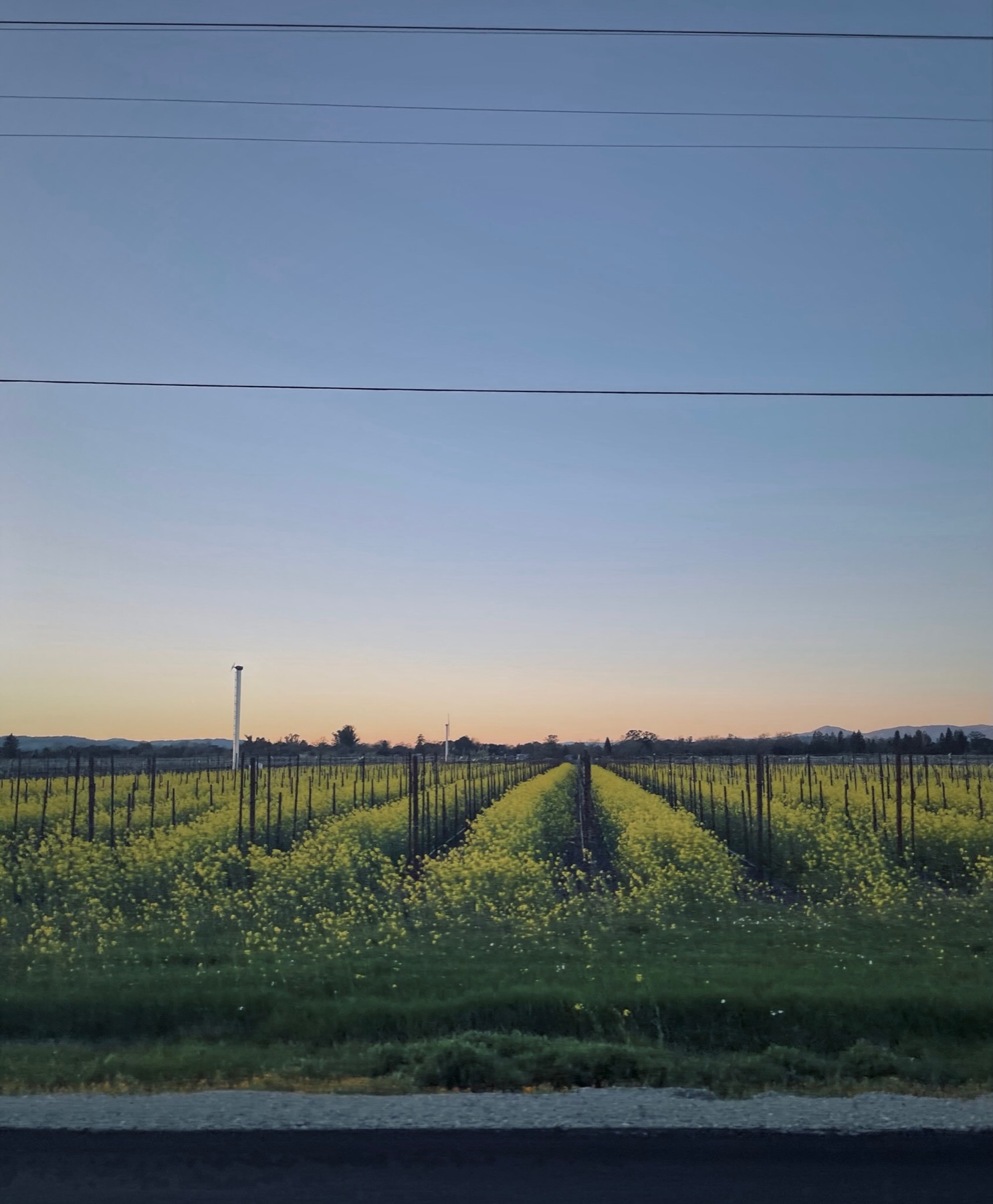 Nature collection, photograph 1 — Salt & Shadow