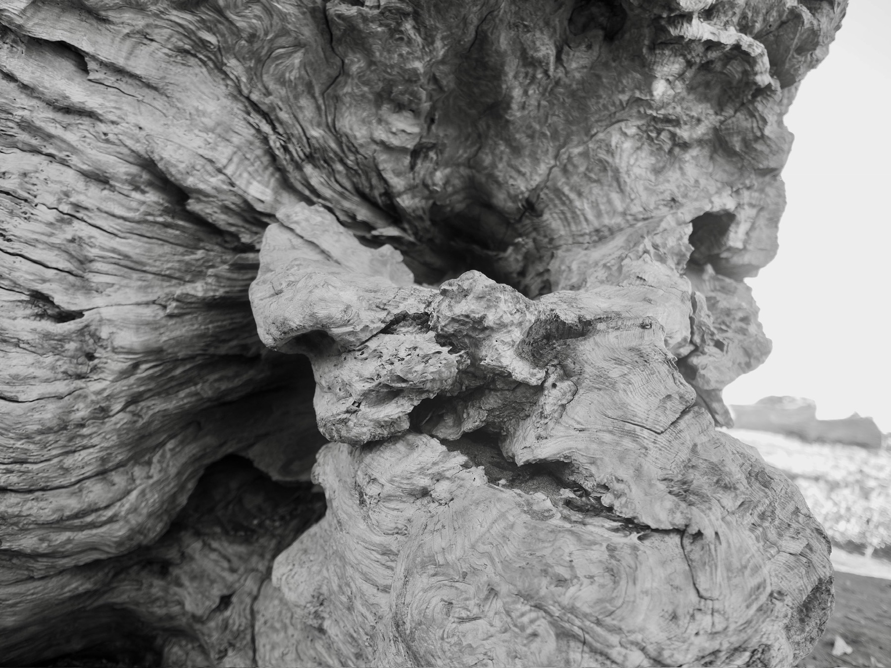 Nature collection, photograph 3 — Salt & Shadow