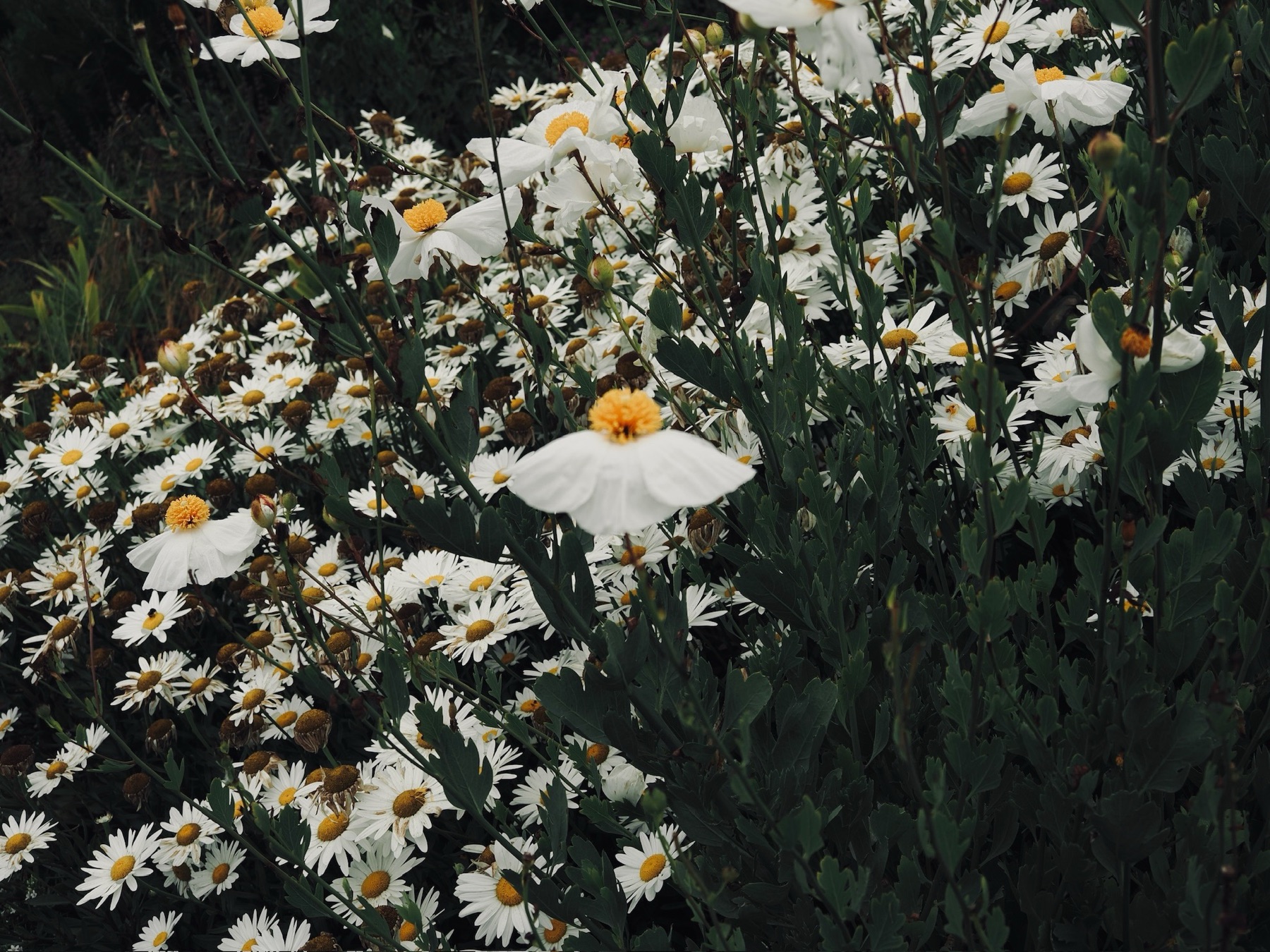 Nature collection, photograph 4 — Salt & Shadow