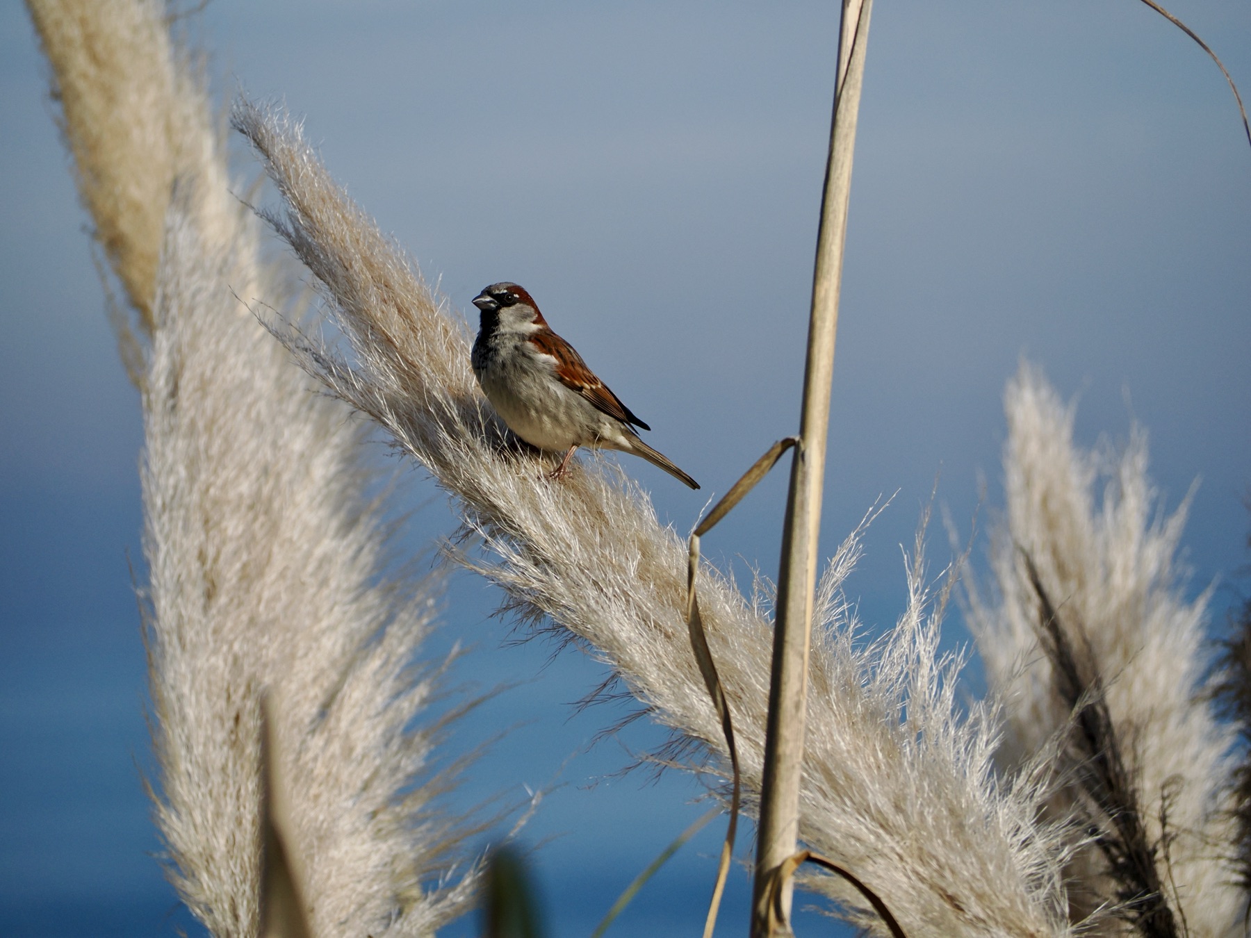 Wildlife collection, photograph 10 — Salt & Shadow