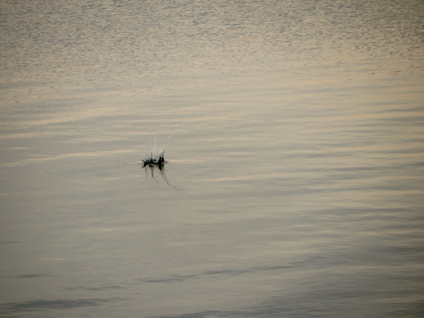 Wildlife collection, photograph 13 — Salt & Shadow