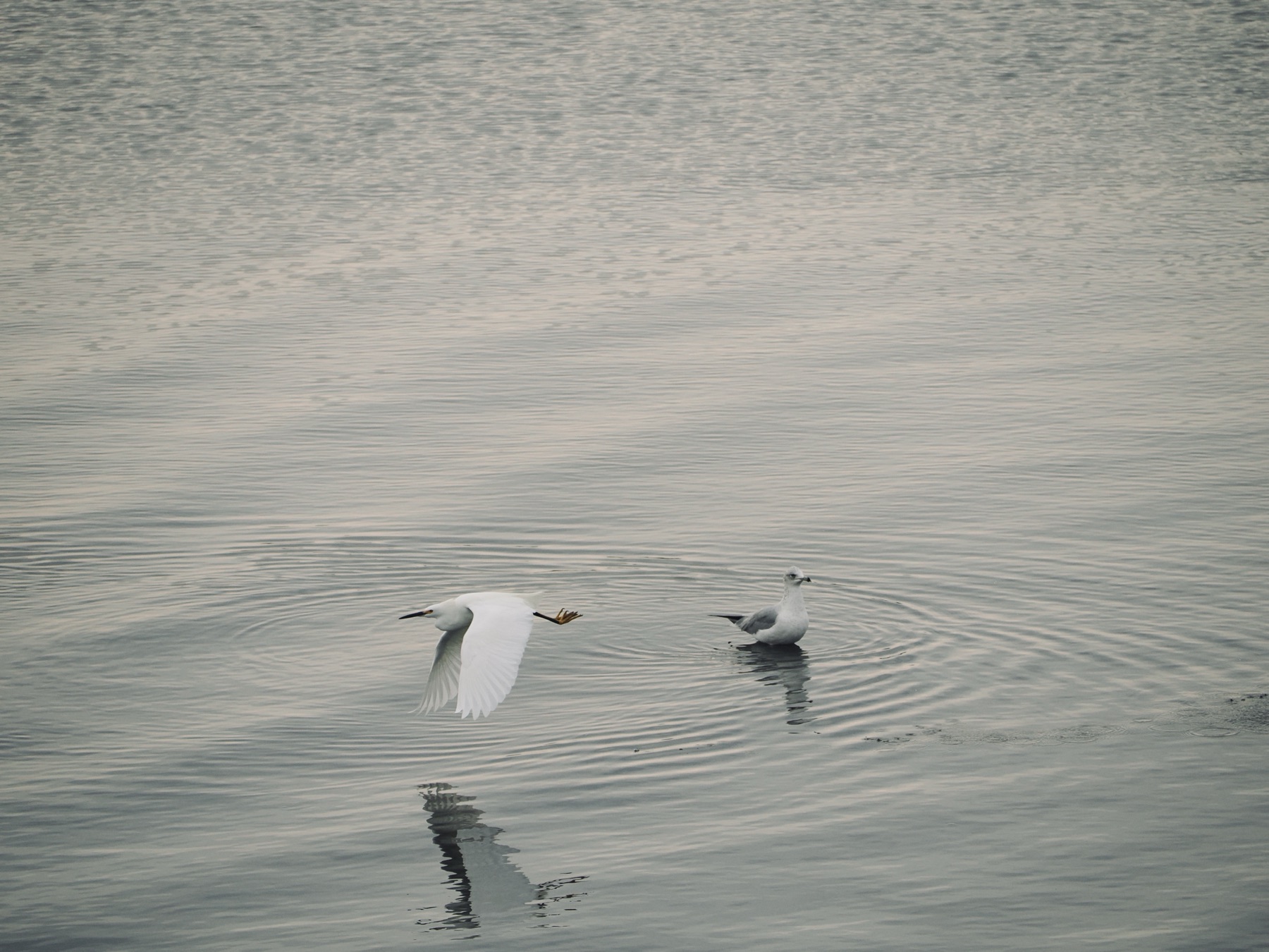 Wildlife collection, photograph 14 — Salt & Shadow