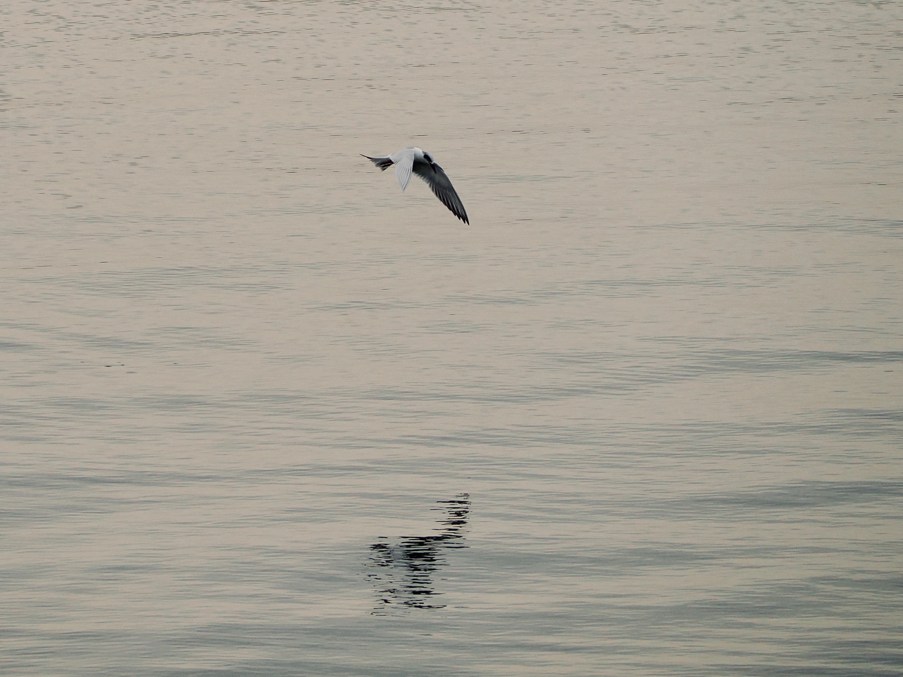Wildlife collection, photograph 17 — Salt & Shadow