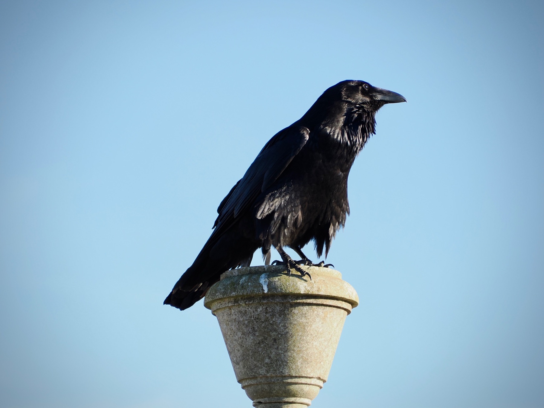 Wildlife collection, photograph 18 — Salt & Shadow