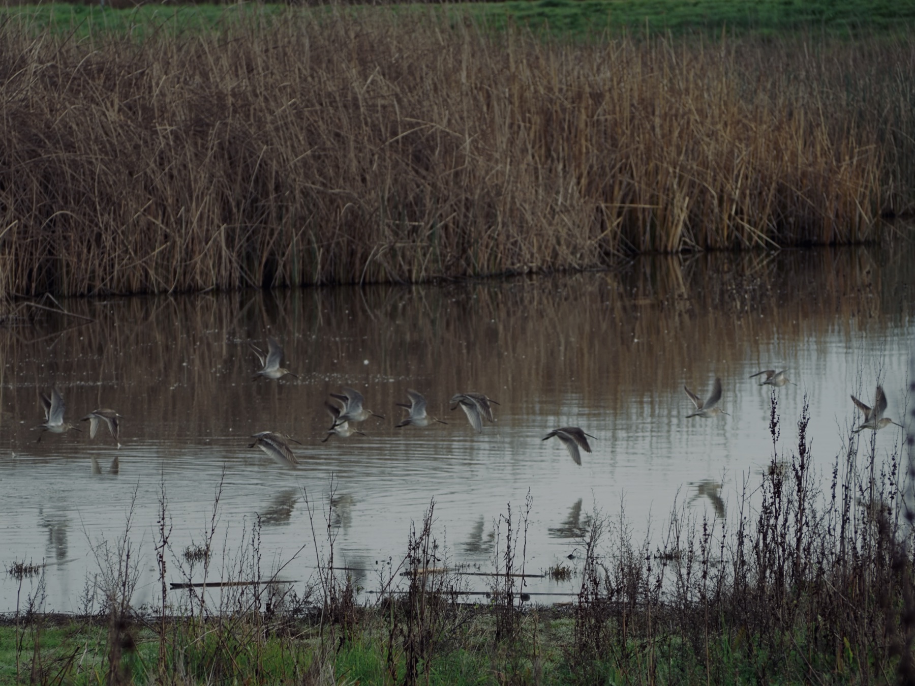Wildlife collection, photograph 19 — Salt & Shadow