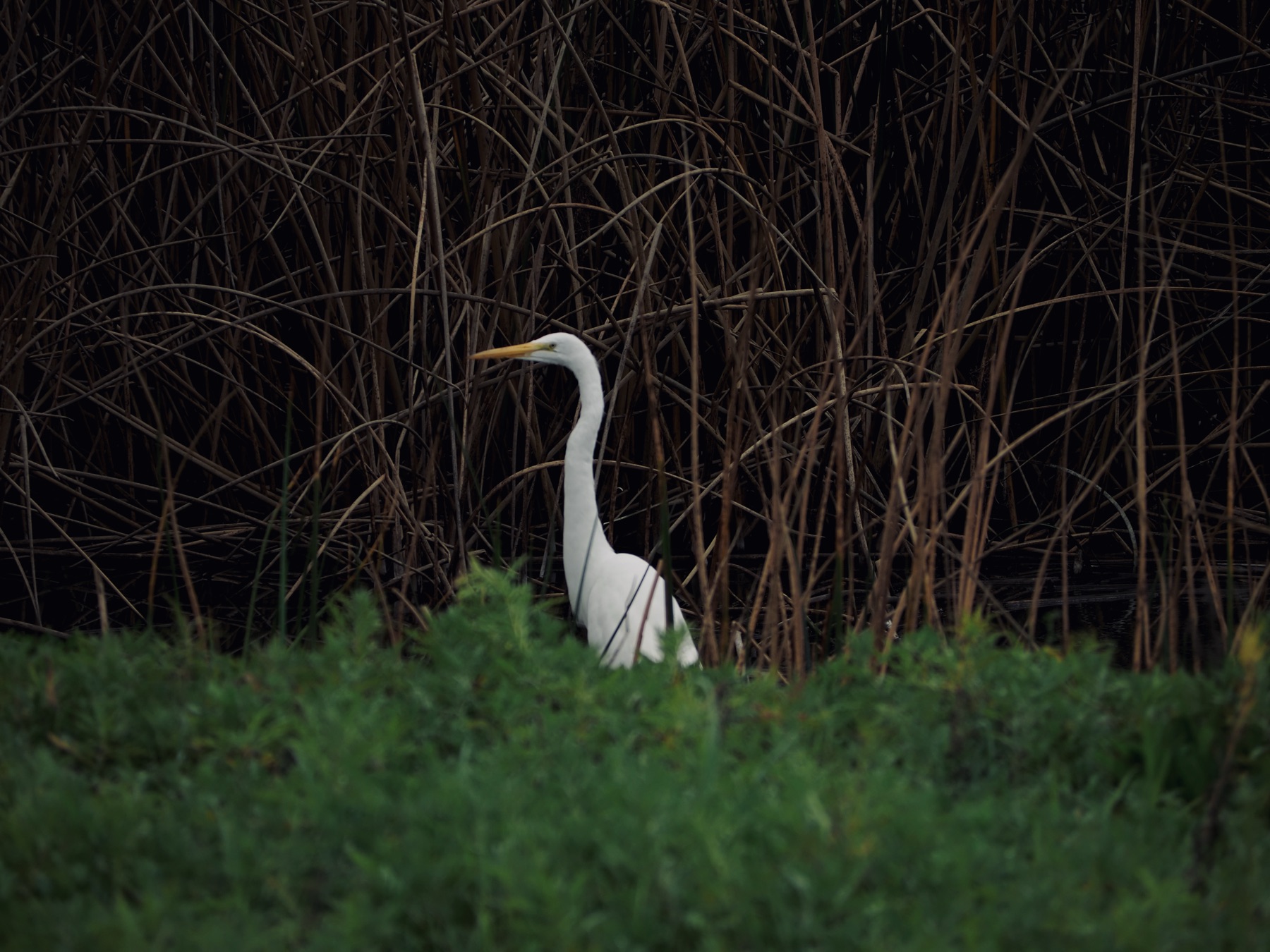 Wildlife collection, photograph 2 — Salt & Shadow