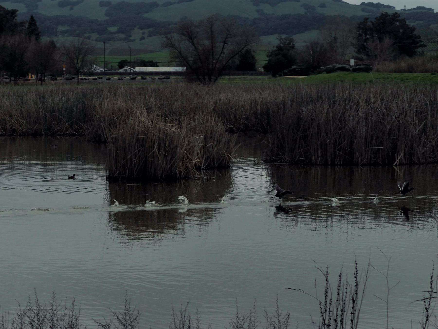 Wildlife collection, photograph 3 — Salt & Shadow