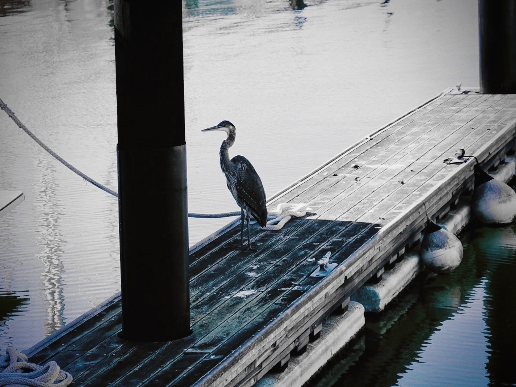 Wildlife collection, photograph 4 — Salt & Shadow