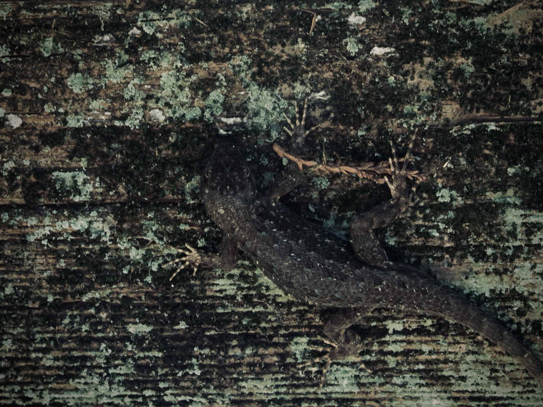 Wildlife collection, photograph 5 — Salt & Shadow