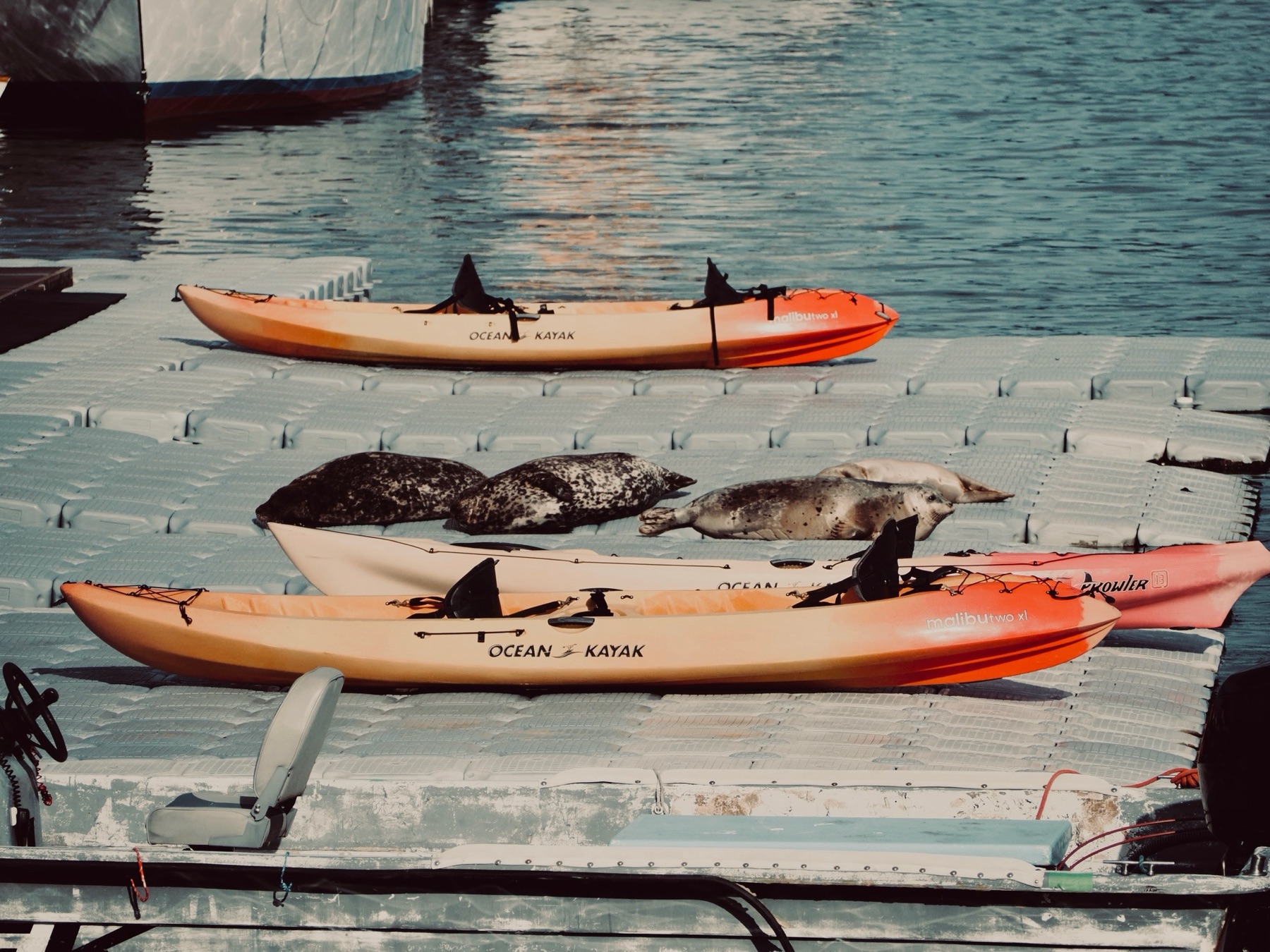 Wildlife collection, photograph 6 — Salt & Shadow
