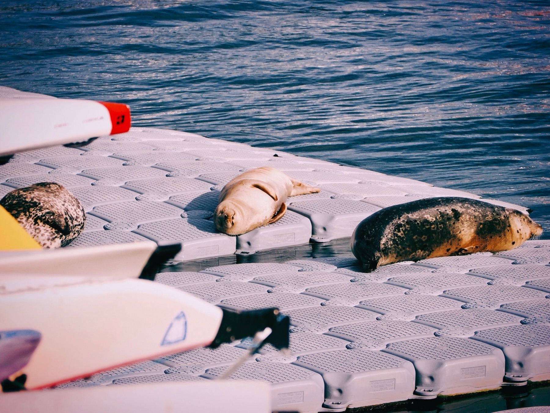 Wildlife collection, photograph 7 — Salt & Shadow