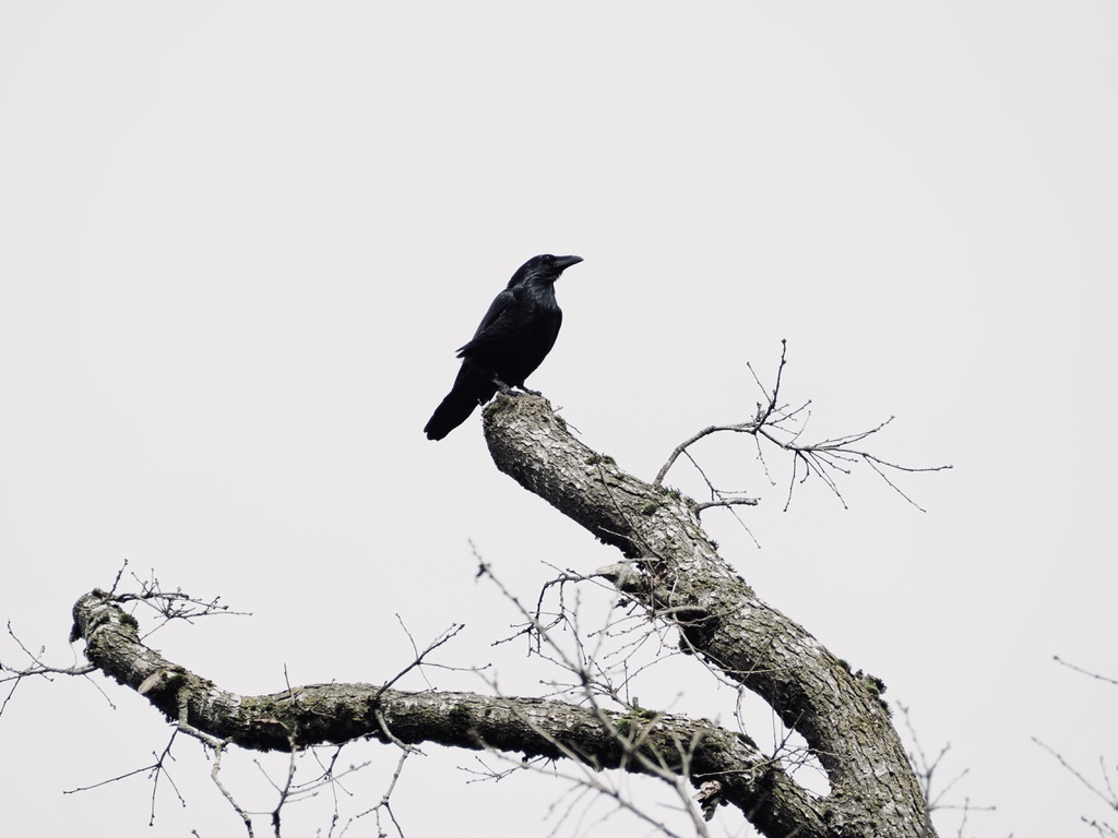 Photography gallery preview image three